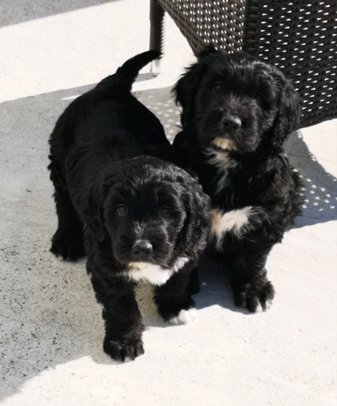 gumtree old english sheepdog